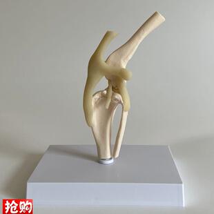 瑞宝模型犬骨骼膝关节后腿髌x骨十字韧带兽医药促销宠物医院狗骨