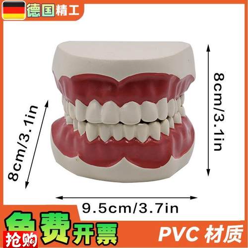 德国】1比1牙齿护理保健模型高级口腔清洁模型保健V牙护理教学模