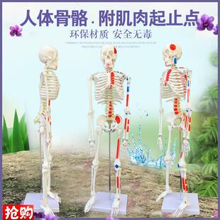 质量上乘新款85CM人体骨骼模型骨架人N体素描教学模型白骨观