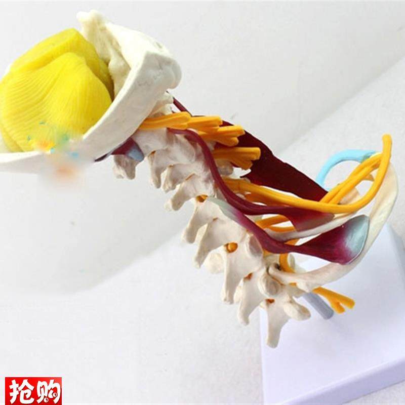 颈椎附肌肉骨骼人体模q型脑干枕骨寰椎七节颈椎两节胸椎软骨模具