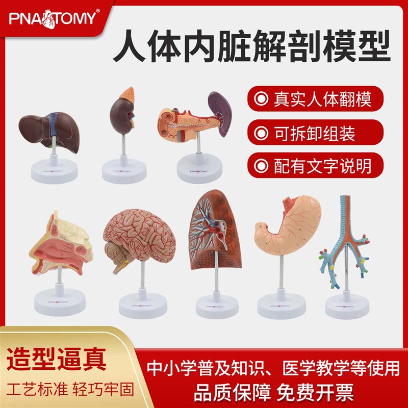 人体器官解d剖模型心脏肝胃肾肺气管胰腺大脑内脏教学健康展示