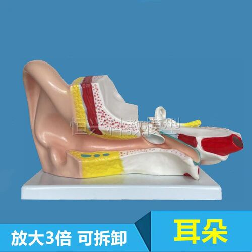 耳朵模型内耳迷路听小骨鼓膜人y体听觉系统五官科教学医用生物教