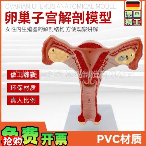 双侧卵巢子宫模型人体女性生殖子宫解剖阴M道卵巢教学妇科生殖科