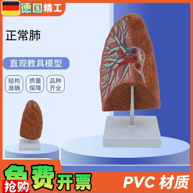 德国】PNT-0476人体内脏健康肺D模型教学用人体器官正常肺解剖模