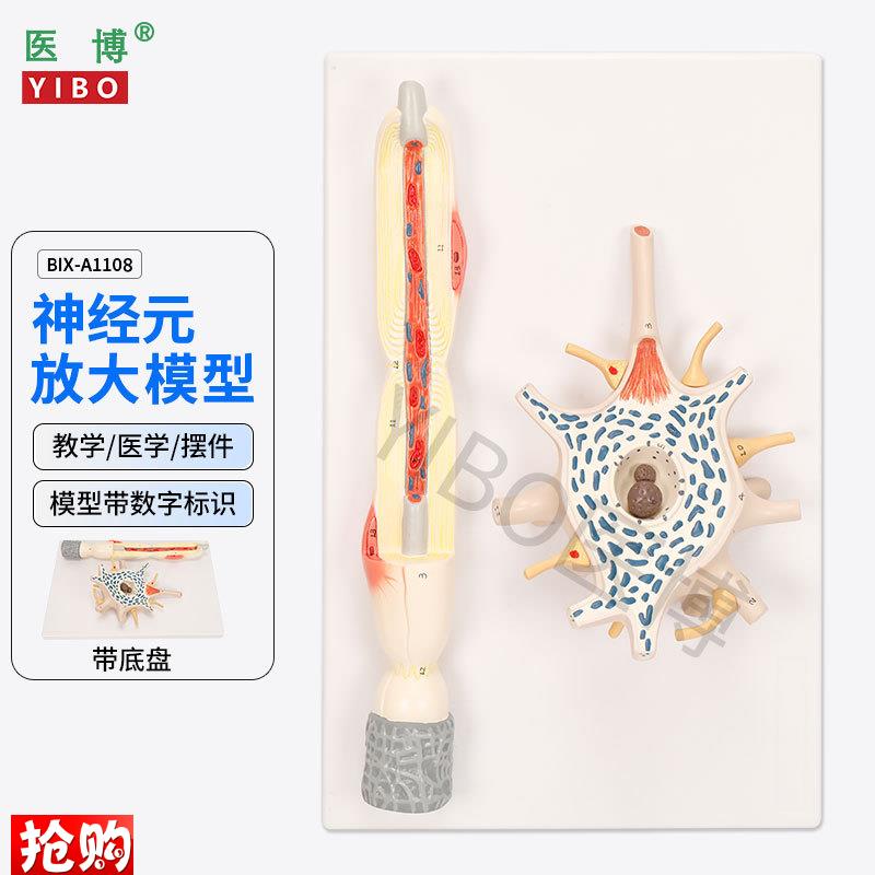 医博BIX-A1108神经u元放大模型神经元胞体神经纤维结构放大模型