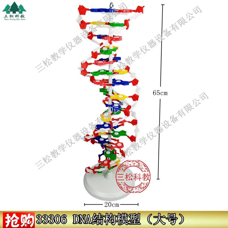 DNA结构模型/大号J33306双螺旋E60公分高中碱基对遗传基因生物教