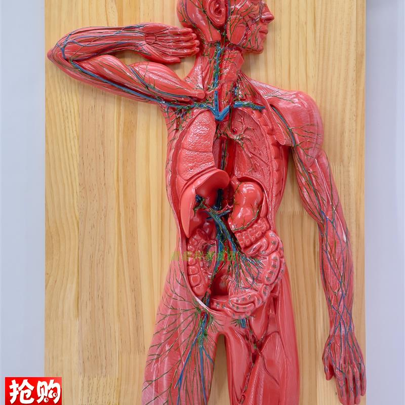 医学人体淋巴系统解剖模型免疫系统胸腔外科N心脏消化器官演示教