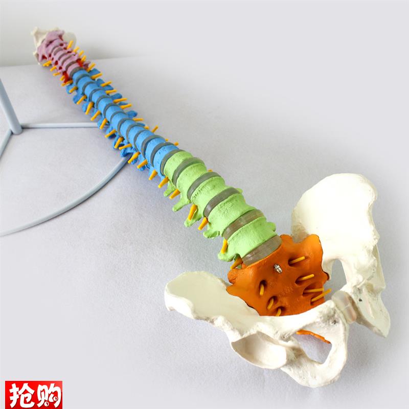 ENOVO颐诺医学人体教学脊柱模型正骨手法练O习脊椎脊柱骨骼模型中