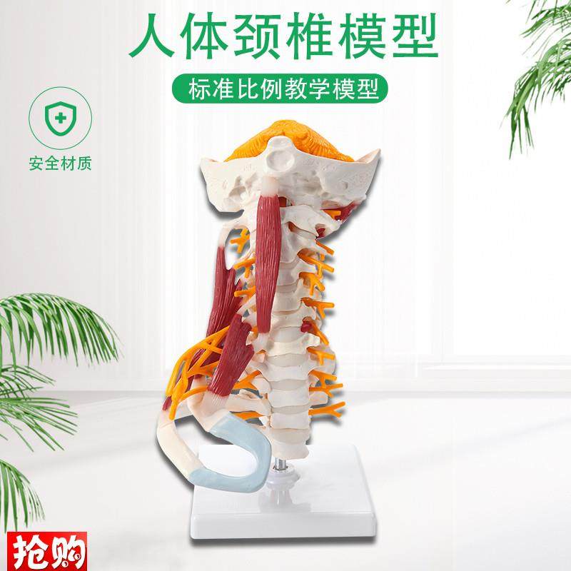人体颈椎模型带i肌肉神经脑干枕骨脊椎脊柱医学教学骨骼模型可拆