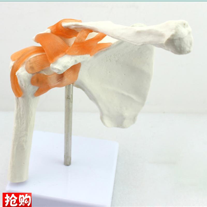 颐诺正品人体肩关节模型锁骨肩关节镜手术演示人体W关节骨骼模型