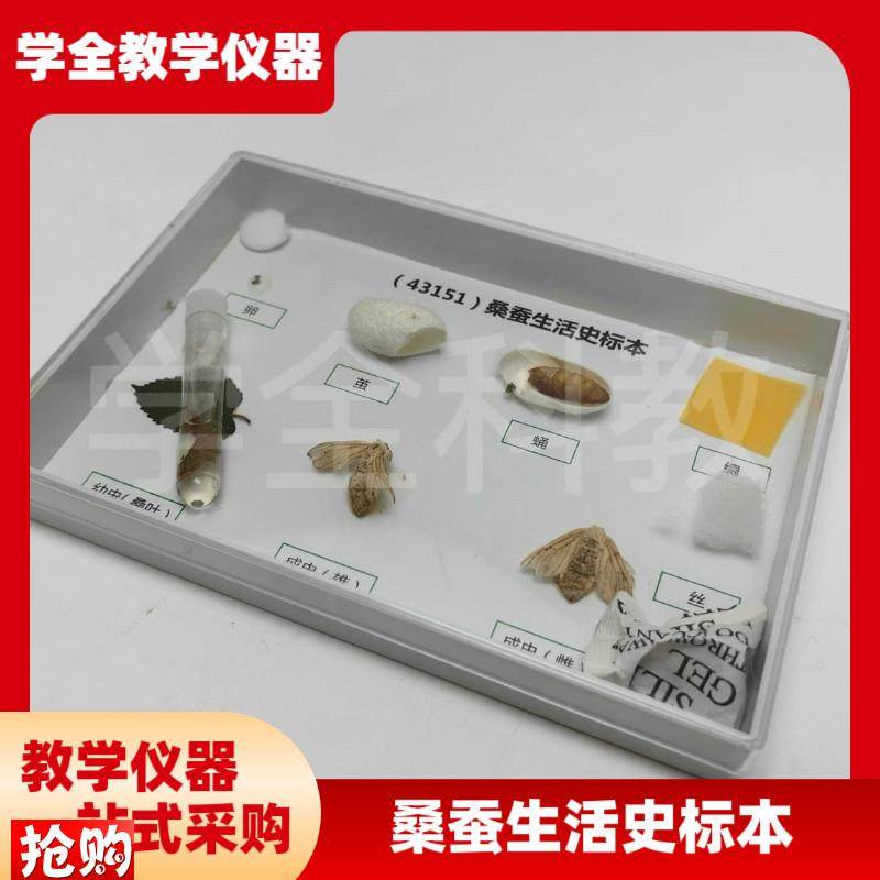科普教学用动物标本431t51桑蚕生活史发育标本真实昆虫标本科普用