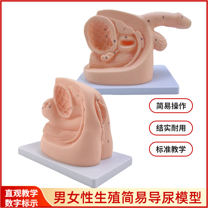 男性内外生殖器解剖及q男女性导尿模型 女性泌尿系统生殖系统模型