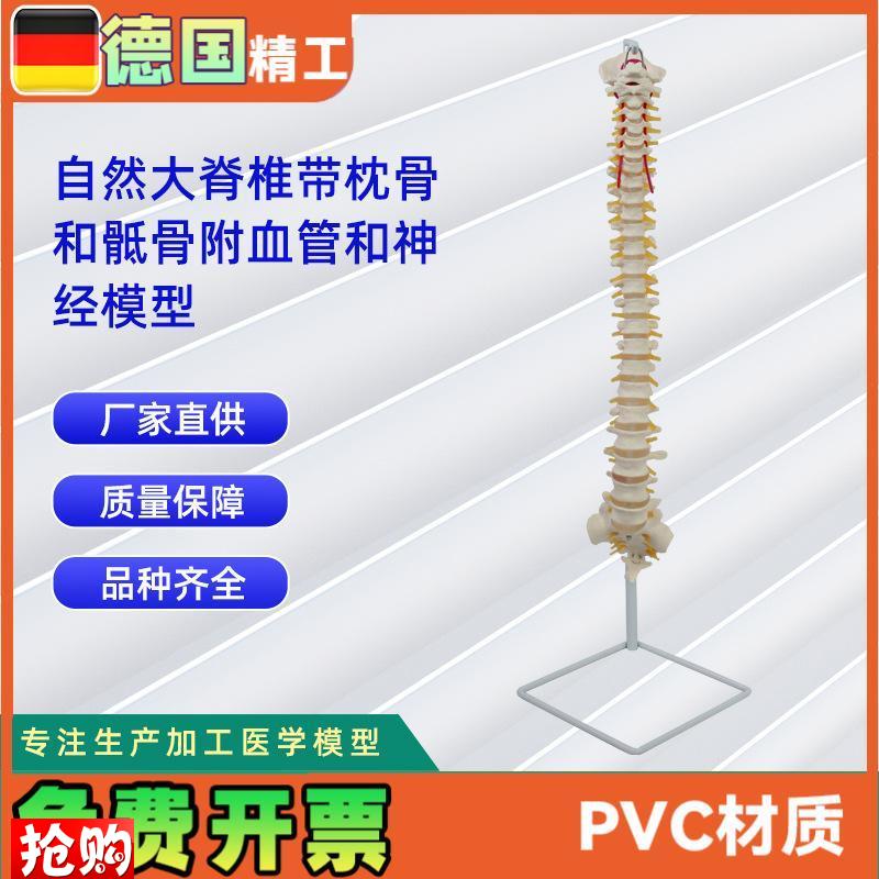 人体自然大脊椎模型合集人D体骨骼模型教学演示用品