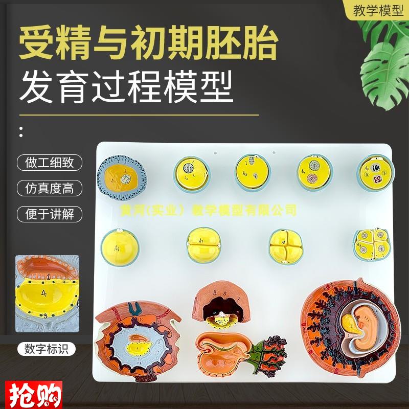 人体受精与初期胚胎发育过程模型D组织胚胎受精卵胎盘卵泡胚胎
