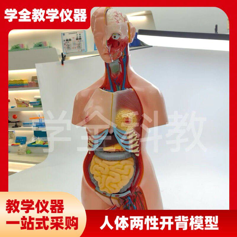 人体器官身体结构解剖模型85cmB两性开背全身内脏拼装躯干解刨模