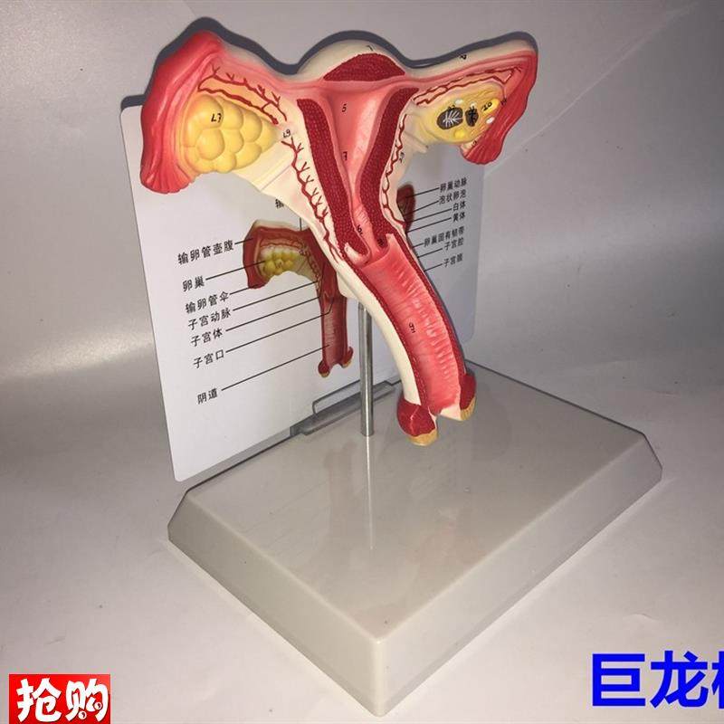 子宫模型生殖器解剖模型计划生育H示教模型教用医用解剖模型