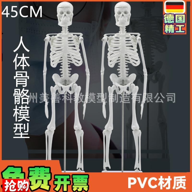 45CM人体骨骼模型可活动教学模型有支架Q骨架模型骷髅骨标本
