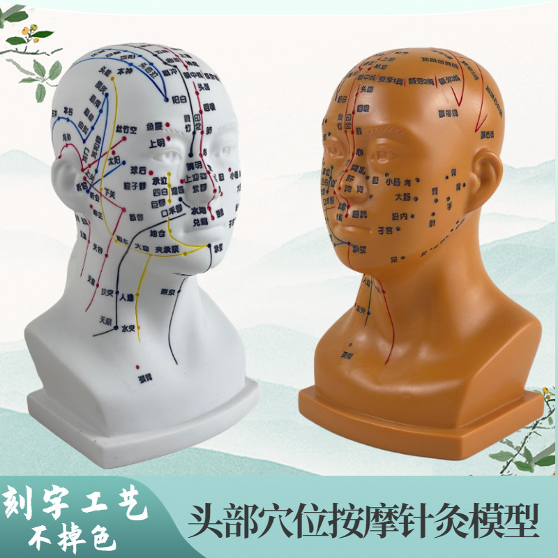 高清头部穴位模型针灸刻字头模带穴位全脸面部R假头腧穴人体按摩