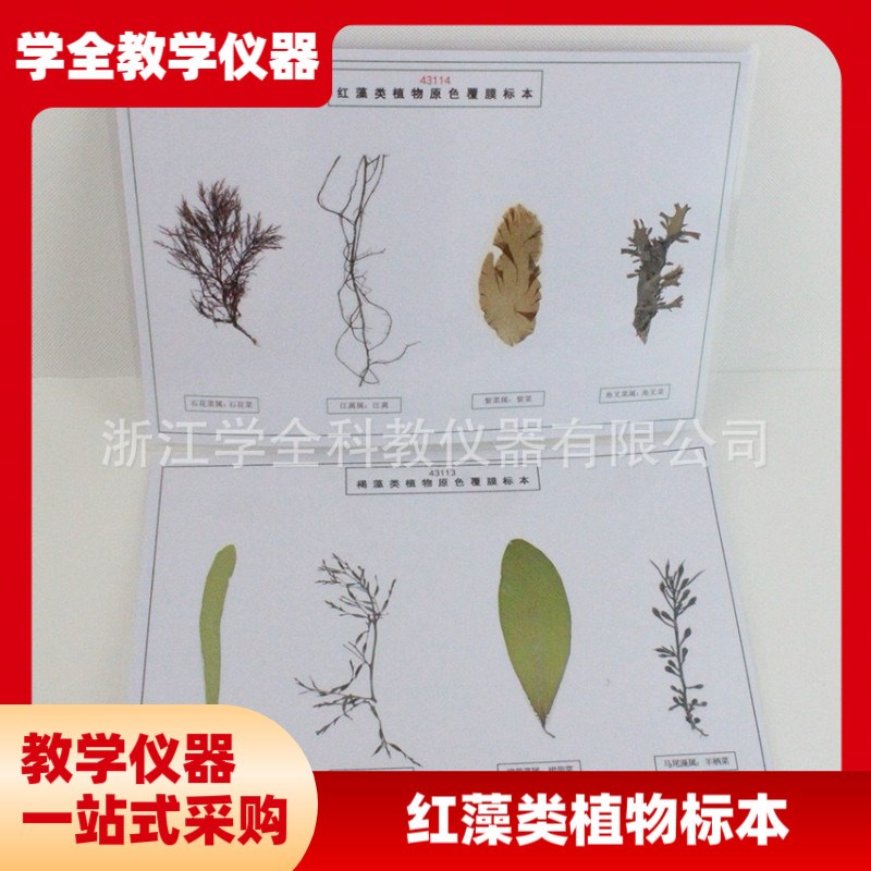 藻类标本浸泡f标本中学科普教具幼儿园教学探究实验教学标本厂家