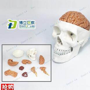 医学人体头颅骨大脑头骨模型颅脑解剖神经科静态模.型脑部模型