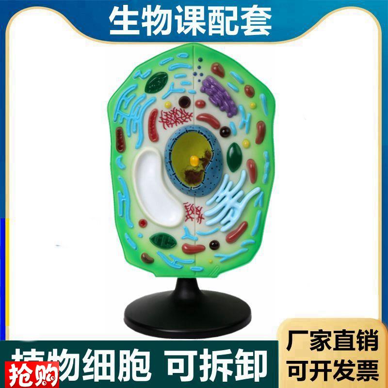 植物细胞模型叶绿体细胞膜高尔基体中O学生物课实验细胞器
