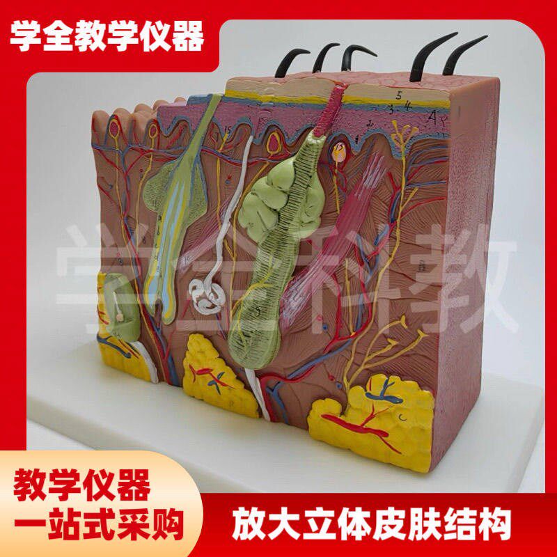 放大立体b皮肤结构模型解剖人体模型组织层次构造医学美容立体整
