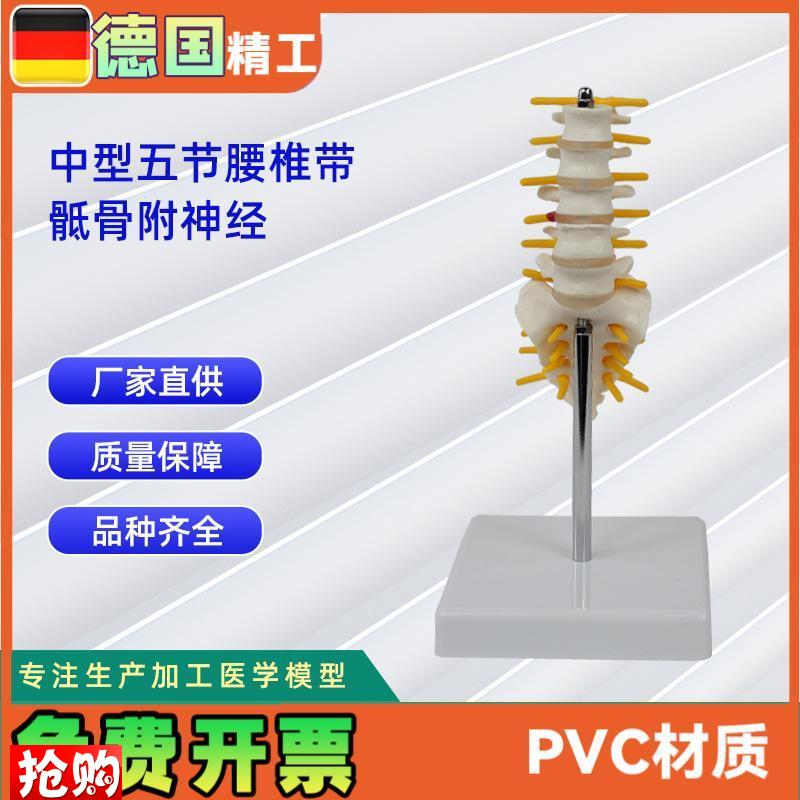 5节中型腰椎带骶骨模型人体骨骼T模型教学模型