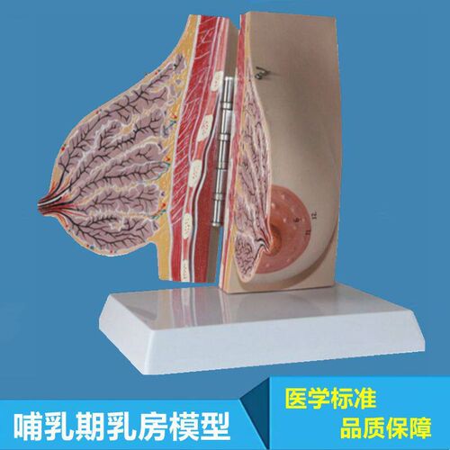 受孕乳房模型哺乳期乳腺构造未孕静E止期产康美容培训月嫂家政技