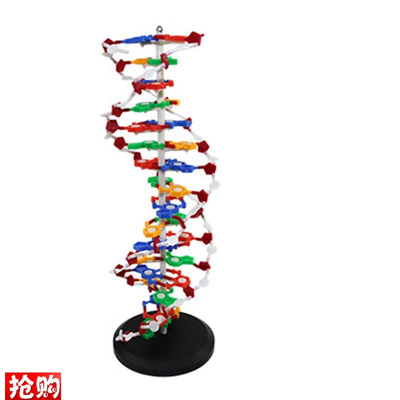 dna模型高中生物课仪器蛋白质二级结构人体细胞T医学染色体中学实
