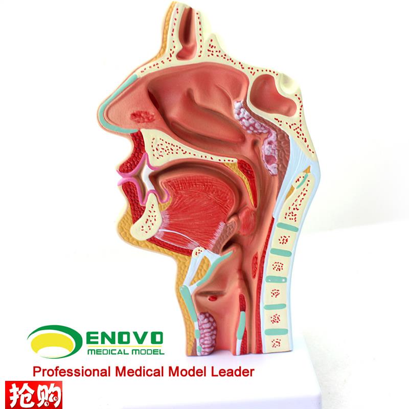 颐诺正品人体鼻腔咽喉解剖模型鼻咽腔G病理模型耳鼻喉科医用模型