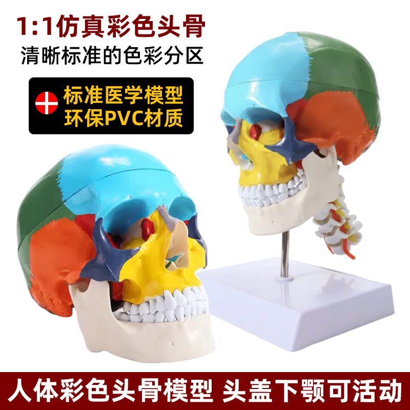 仿真人体头骨模型头颅骨解剖数字标识H美术素描可拆卸着色标本教