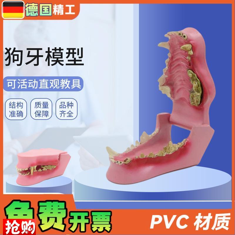 德国】动物牙齿模型动物牙齿犬科牙口腔教学模R型狗骨骼犬骨医学
