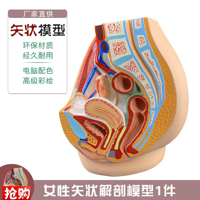 正品女性盆腔解剖模型生殖泌尿子C宫妇科医学模型骨盆模型教学模