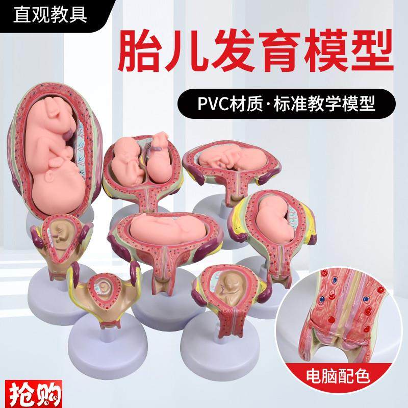 妊娠发育过程模型胚胎计划生育模型胎儿发育过程X模型子宫解剖