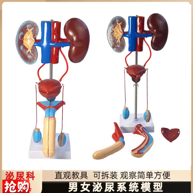 人体泌尿系统模型肾输尿管膀胱尿道解剖J医学泌尿科泌尿系统模型