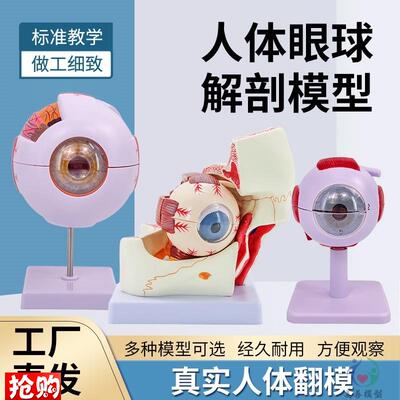 人体眼球仿真模i型6倍放大眼睛结构造解剖眼模型教学仪器珠具医学