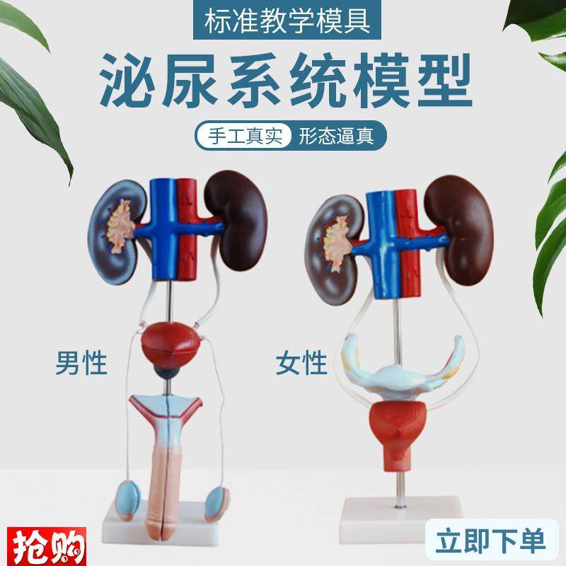 男性泌尿生殖系统解剖p模型肾脏膀胱输尿管人体器官内脏结构造教