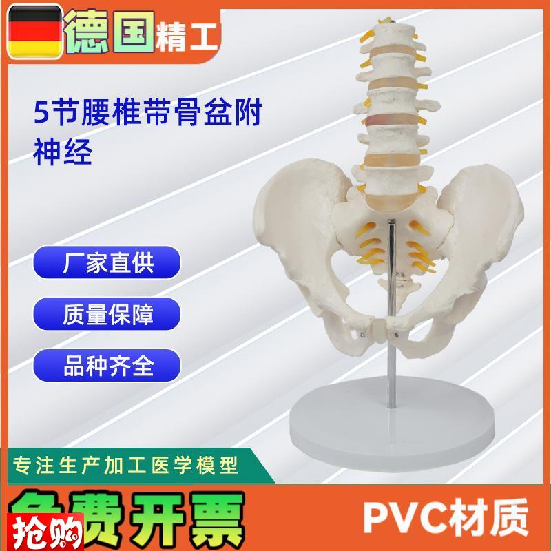 5节腰椎带骨盆o附神经仿真人体腰椎教学展示模型