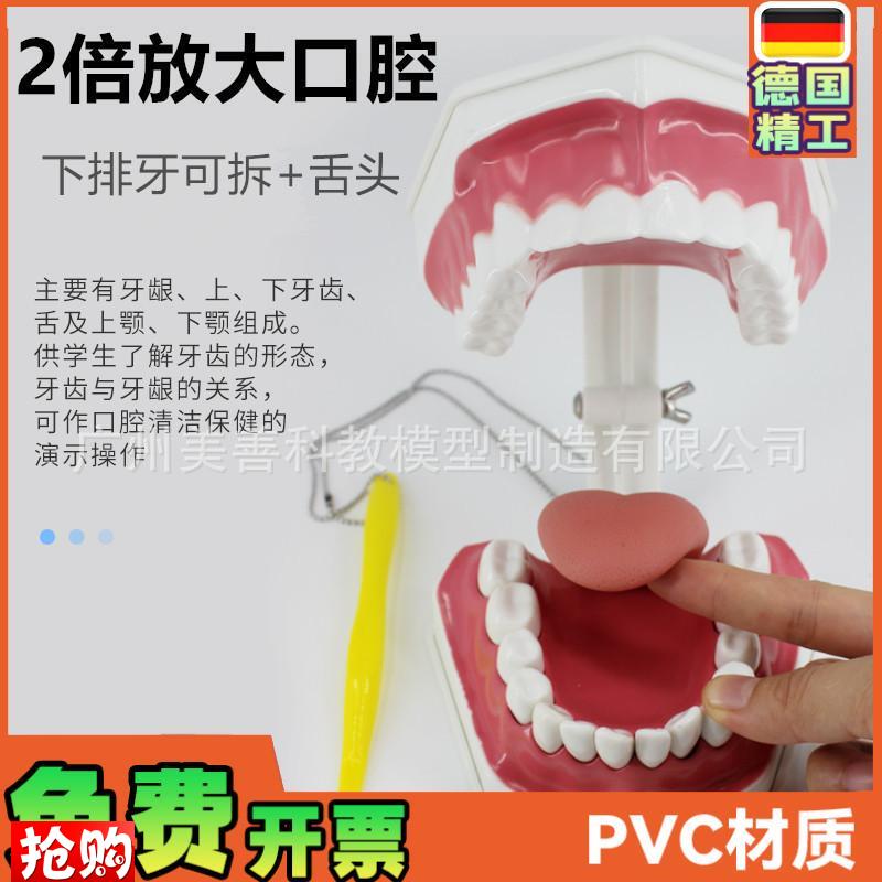 牙保健模型2倍口腔护理刷牙指z导教学仪器牙列牙齿儿童刷牙教具