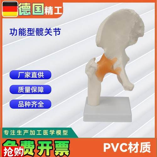 功能型髋关节p模型人体骨骼模型教学模型