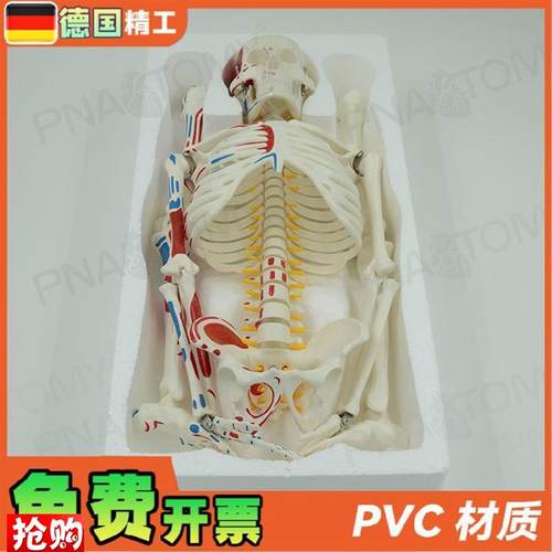 德国】85cm全身人体骨骼u模型可拆卸可活动肌肉着色脊神经椎间盘