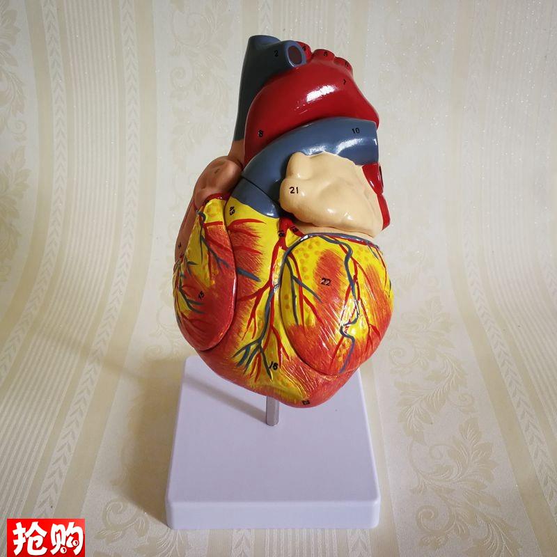康泰教具心脏模型拆卸p二尖瓣心房冠状动脉血管彩超影像教学展示