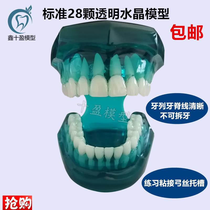 牙科口腔模型标准牙齿模型标准牙列牙脊线清Q晰四种对比托槽模型