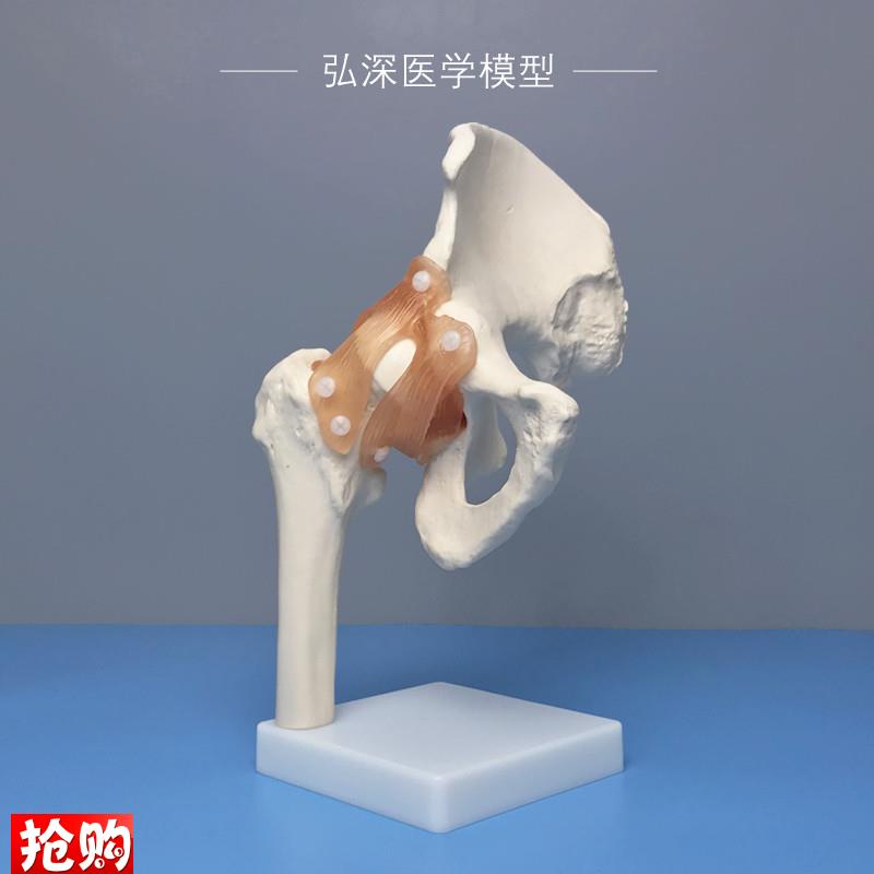 髋关节模型人体髋骨胯骨骼u韧带腿骨股骨盆结构骨科医学生教学模