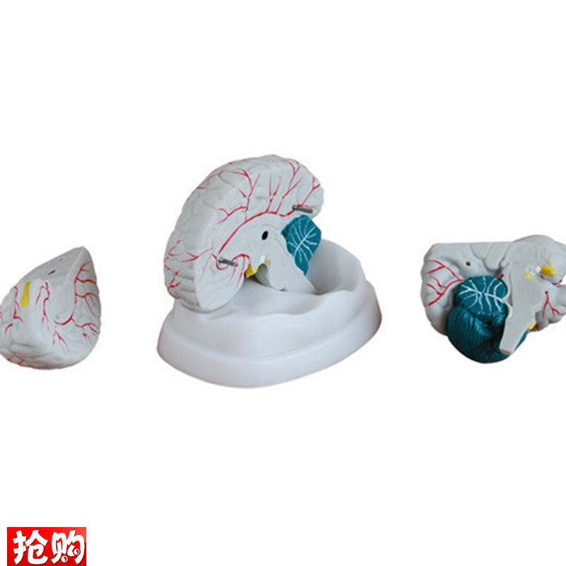 人体新型脑g部解剖模型医学用教学示教标本模具