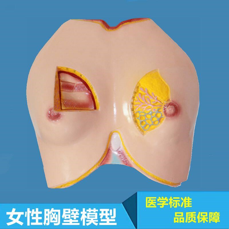 女性胸壁解剖模型乳房结构乳腺病理美容养L生馆培训产康护理示教