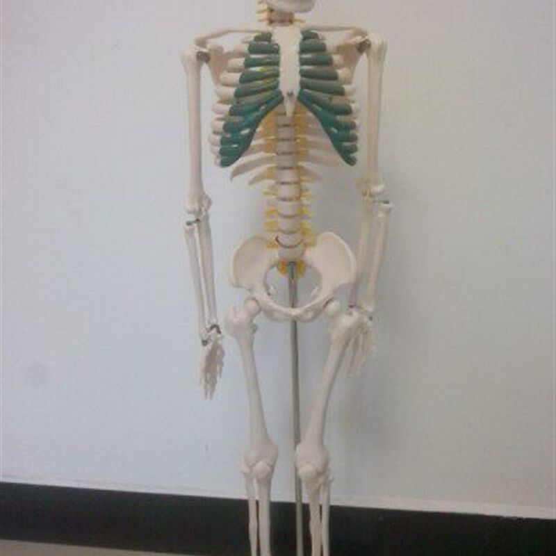 人体骨骼带分椎间盘模型85CM 骨架标本全身人体V骨骼模型带神经