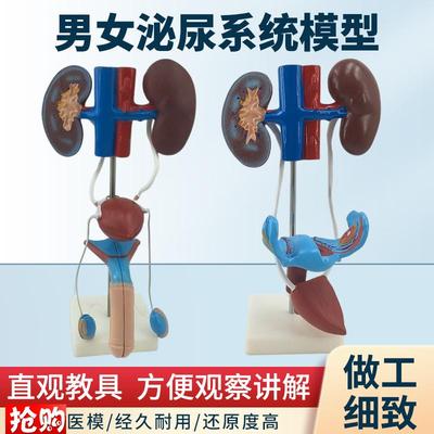 男性女性泌尿生殖系统模型肾脏解剖模具膀胱输尿管结X构造立体教