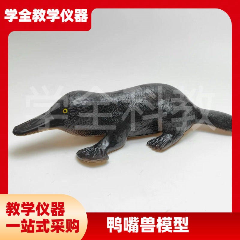 3237鸭嘴兽模型初高中生物教z学演示科教仪器动物模型pvc制作无味