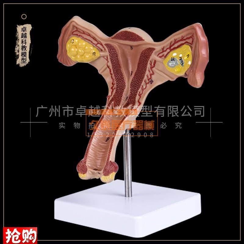 人体子宫卵巢阴道女性内外生殖器官模型生S殖科妇科医用演示